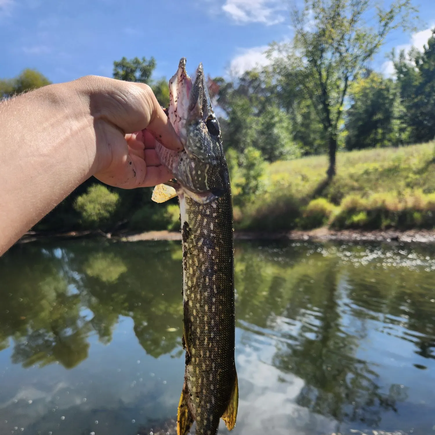 Northern pike caught on Fishbrain