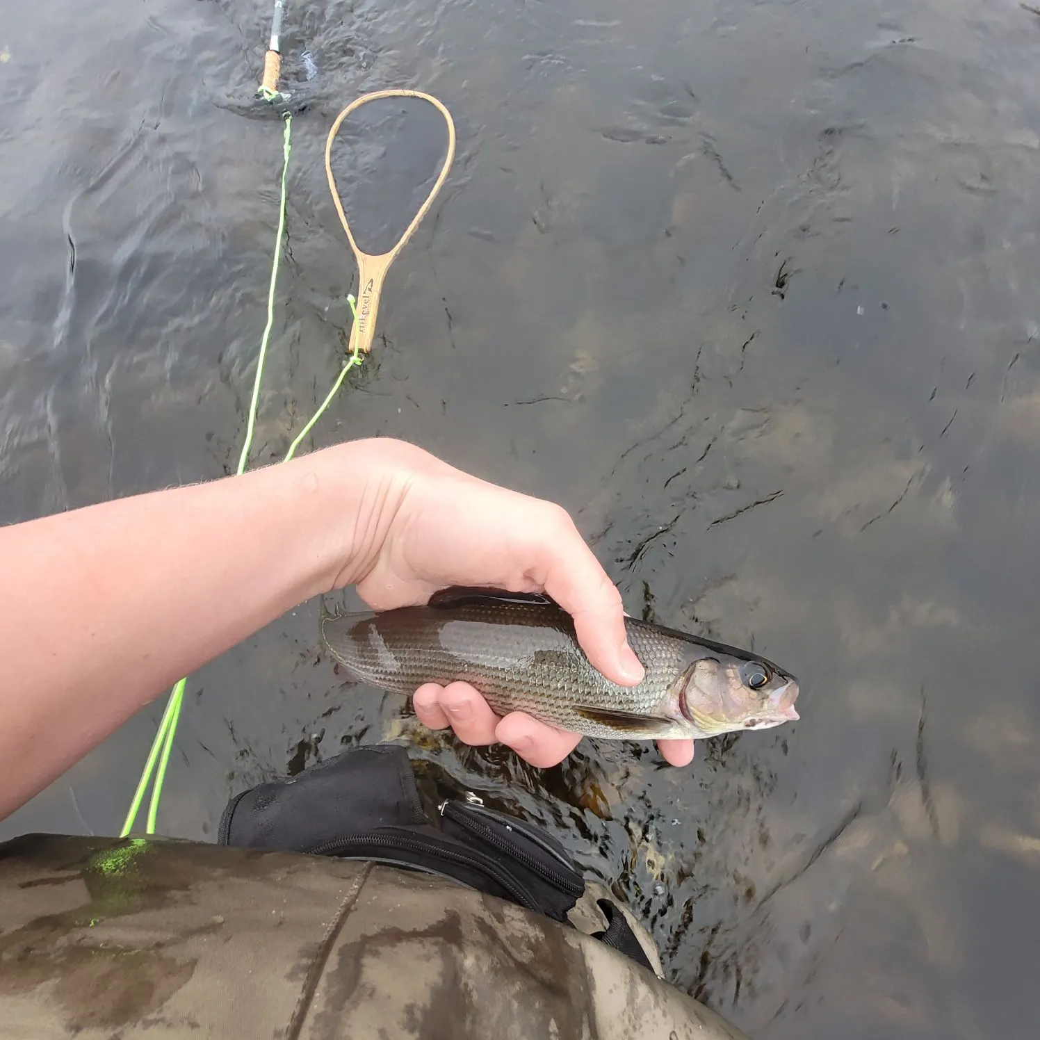 European grayling caught on Fishbrain