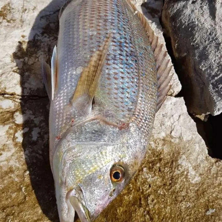 The most recent Common dentex catches on Fishbrain
