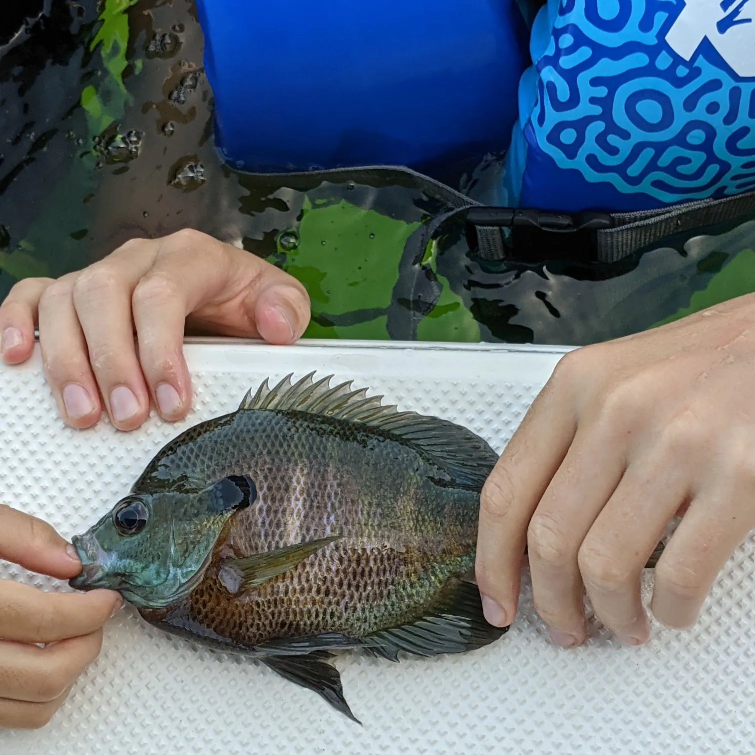 Bluegill caught on Fishbrain