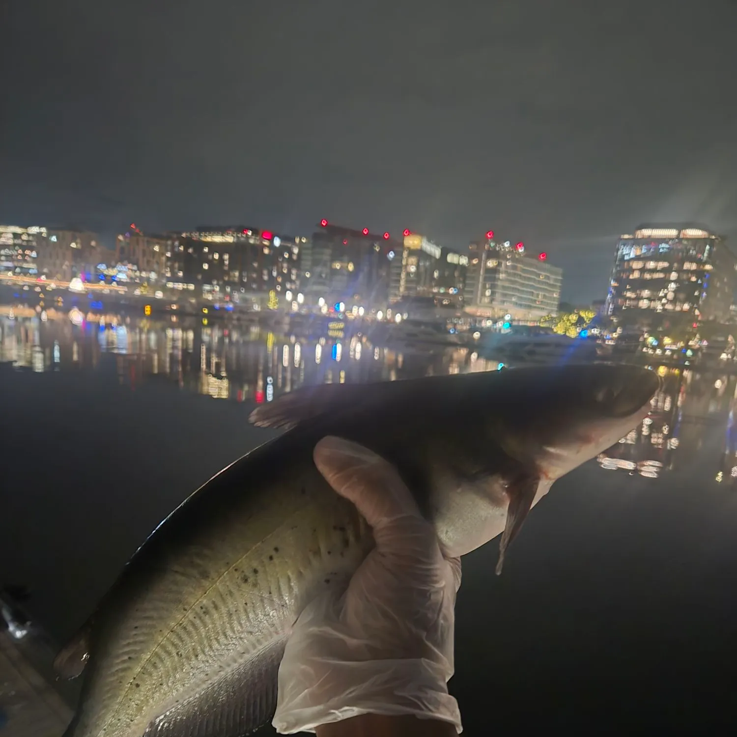 Channel catfish caught on Fishbrain
