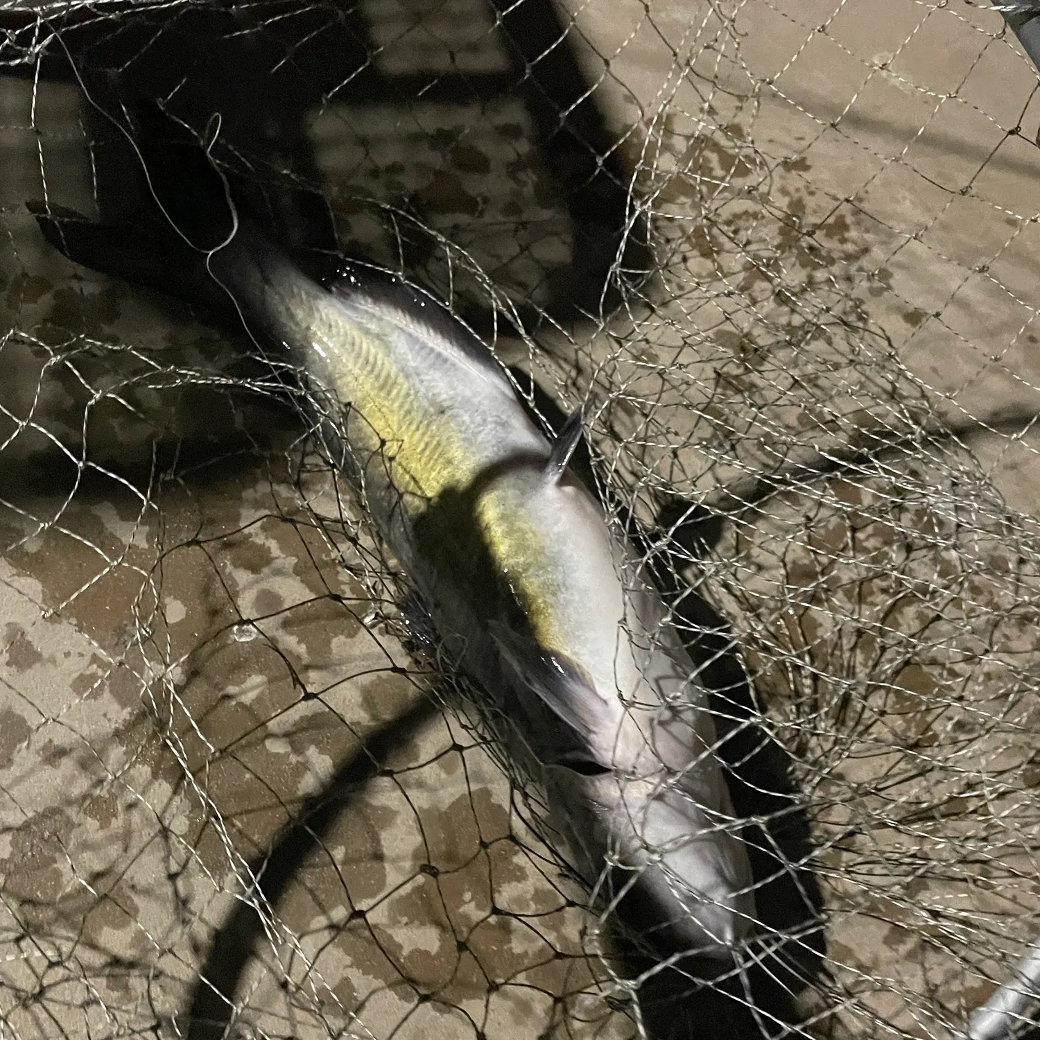 Fish caught on Fishbrain