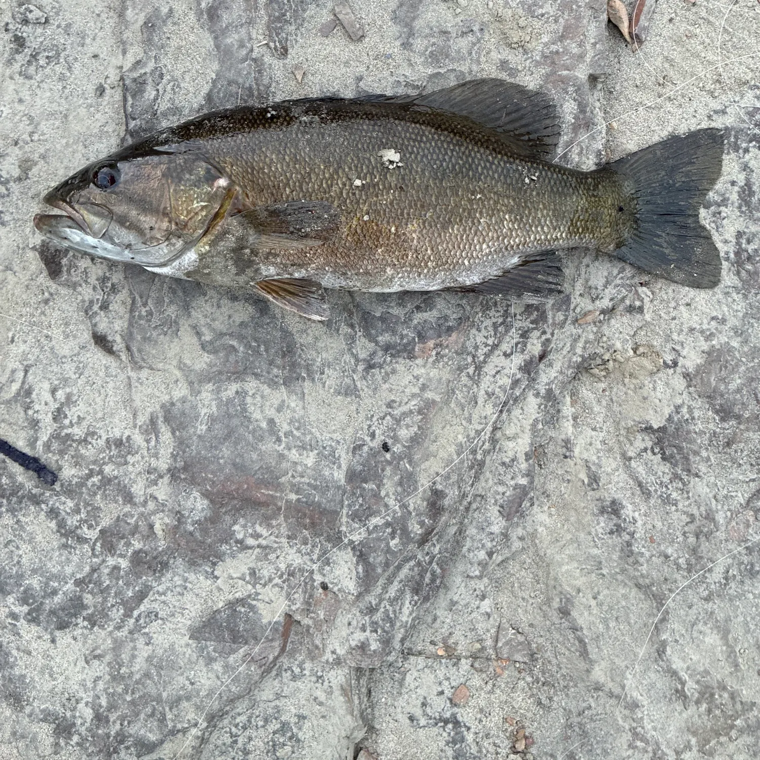 The most recent Neosho bass catches on Fishbrain
