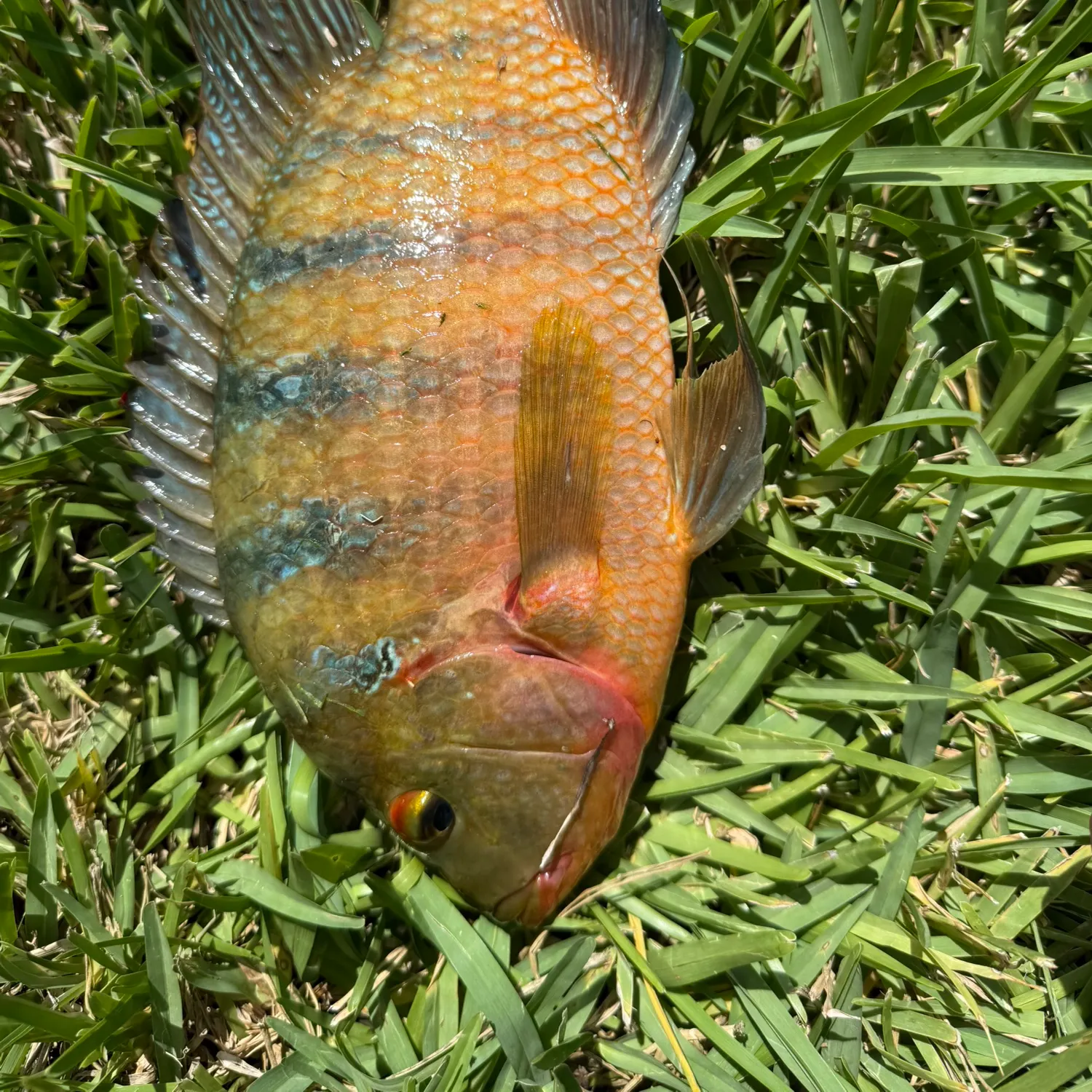 Mayan cichlid caught on Fishbrain
