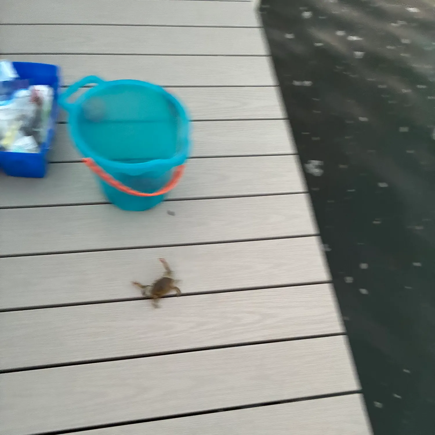Blue crab caught on Fishbrain