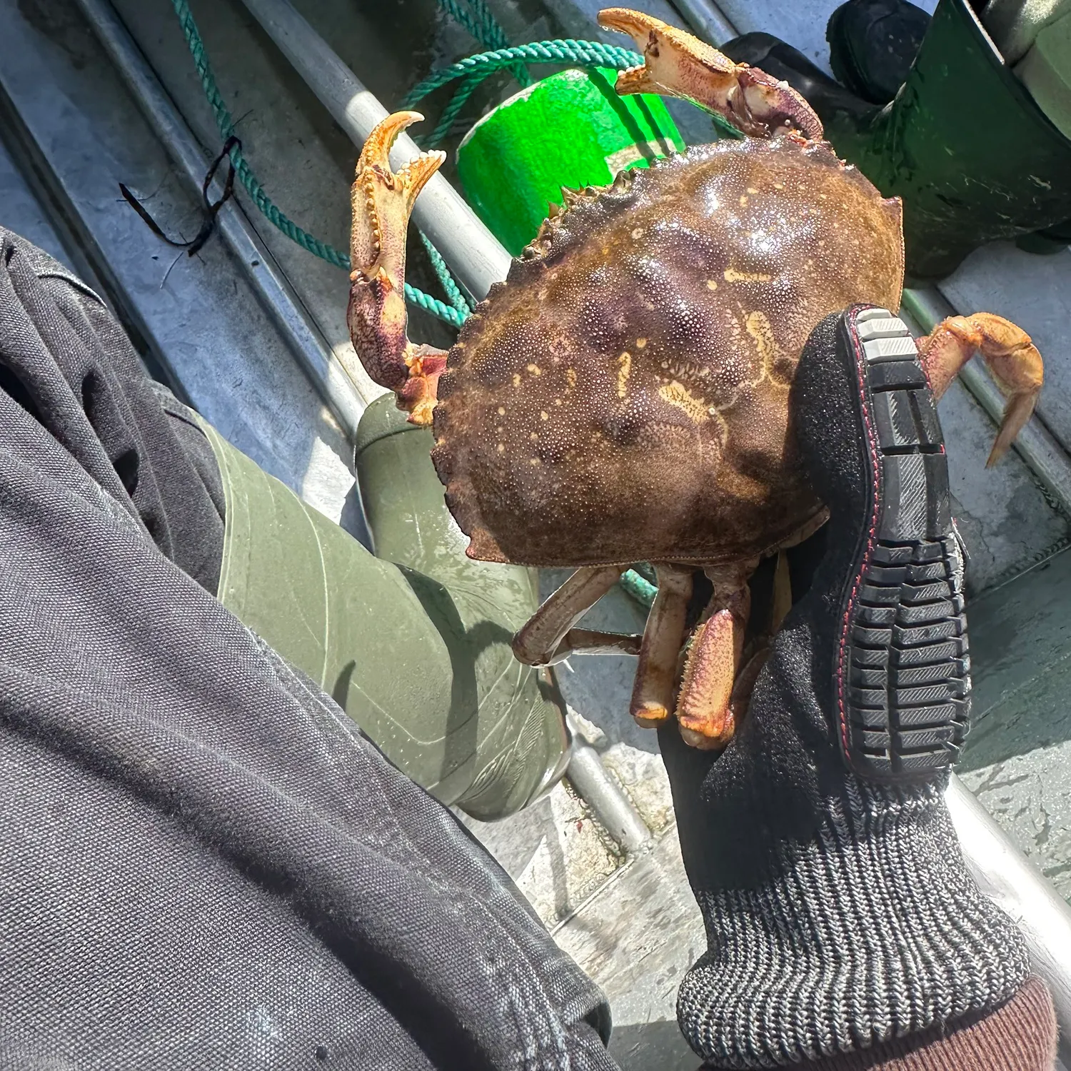The most recent Dungeness crab catches on Fishbrain