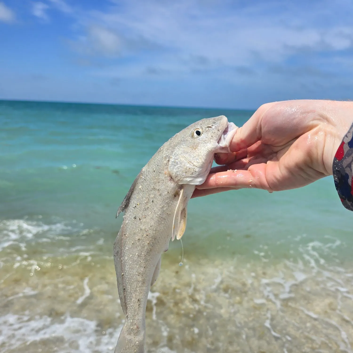 The most recent Gulf kingcroaker catches on Fishbrain