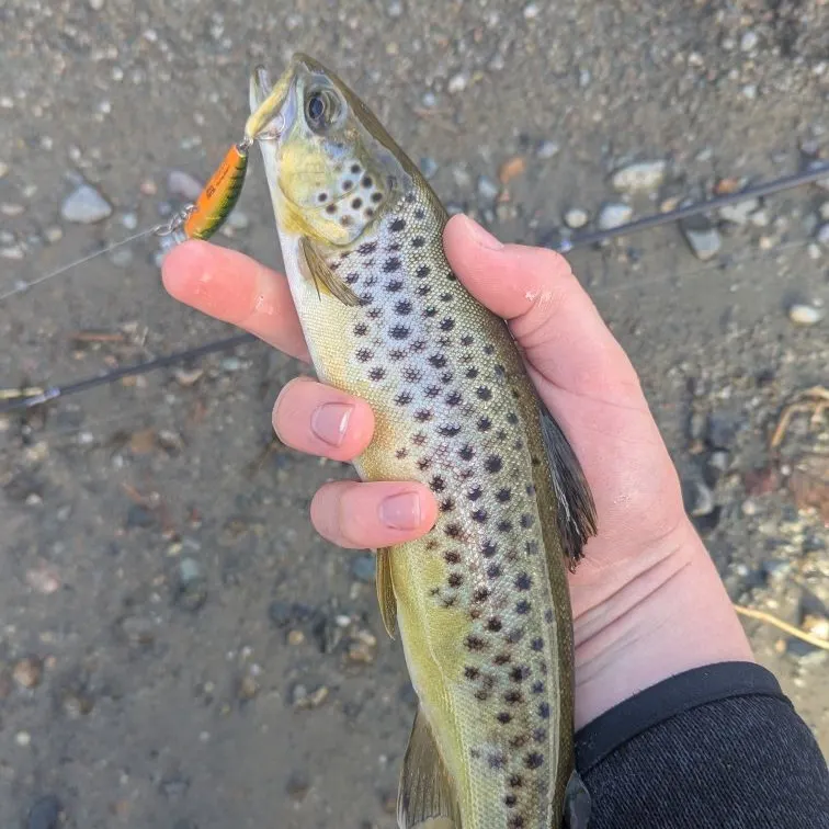 Brown trout caught on Fishbrain