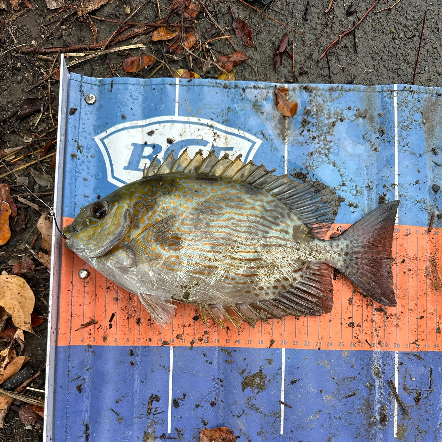 Barred surfperch caught on Fishbrain