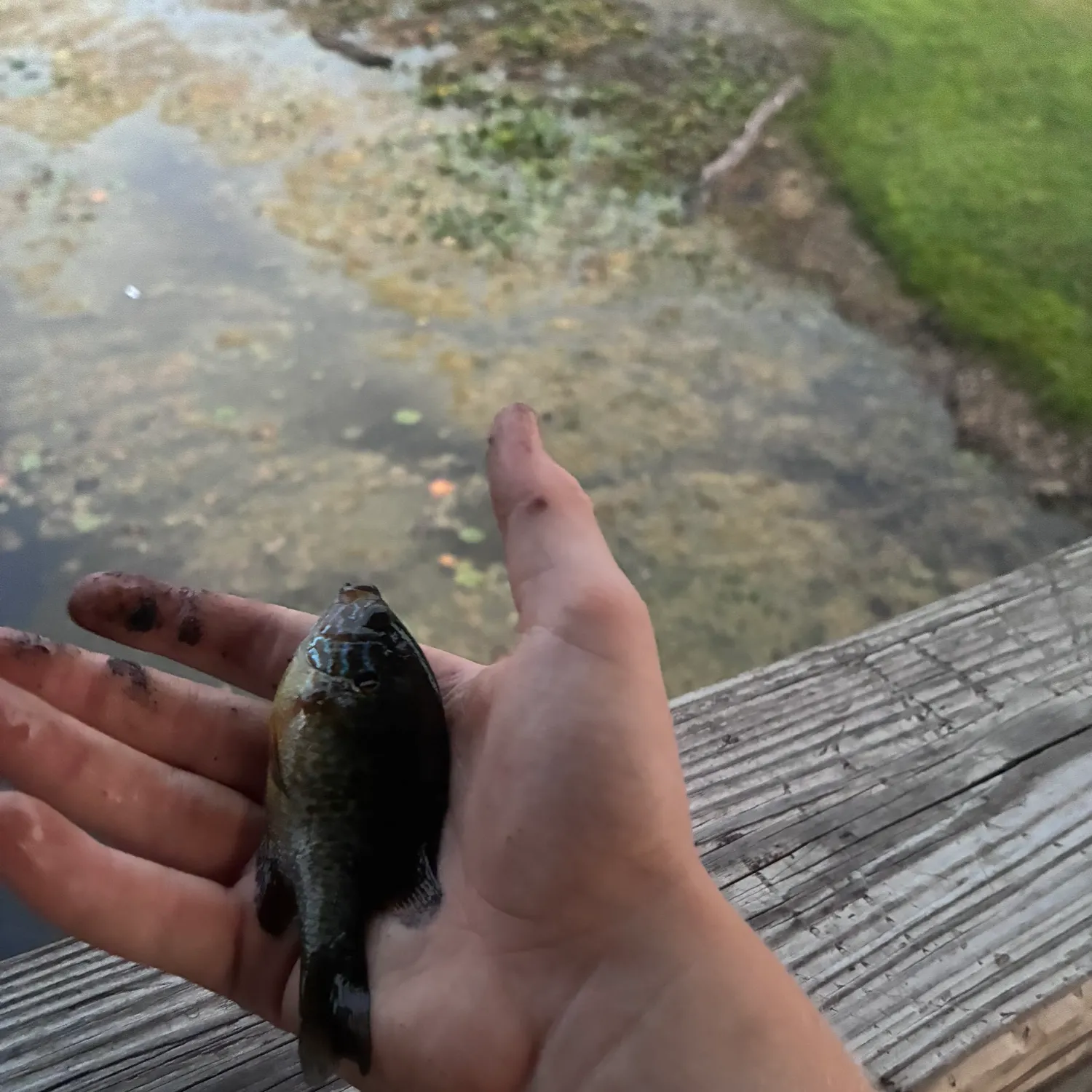 Bluegill caught on Fishbrain