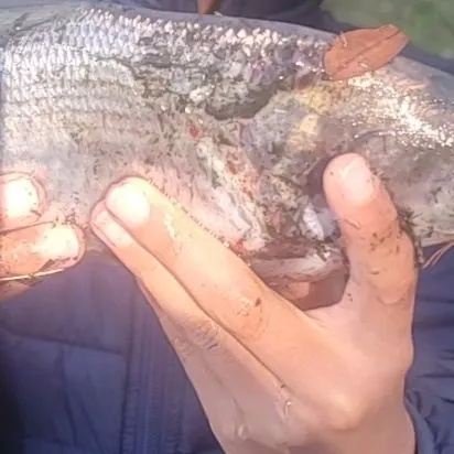 The most recent Mooneye catches on Fishbrain