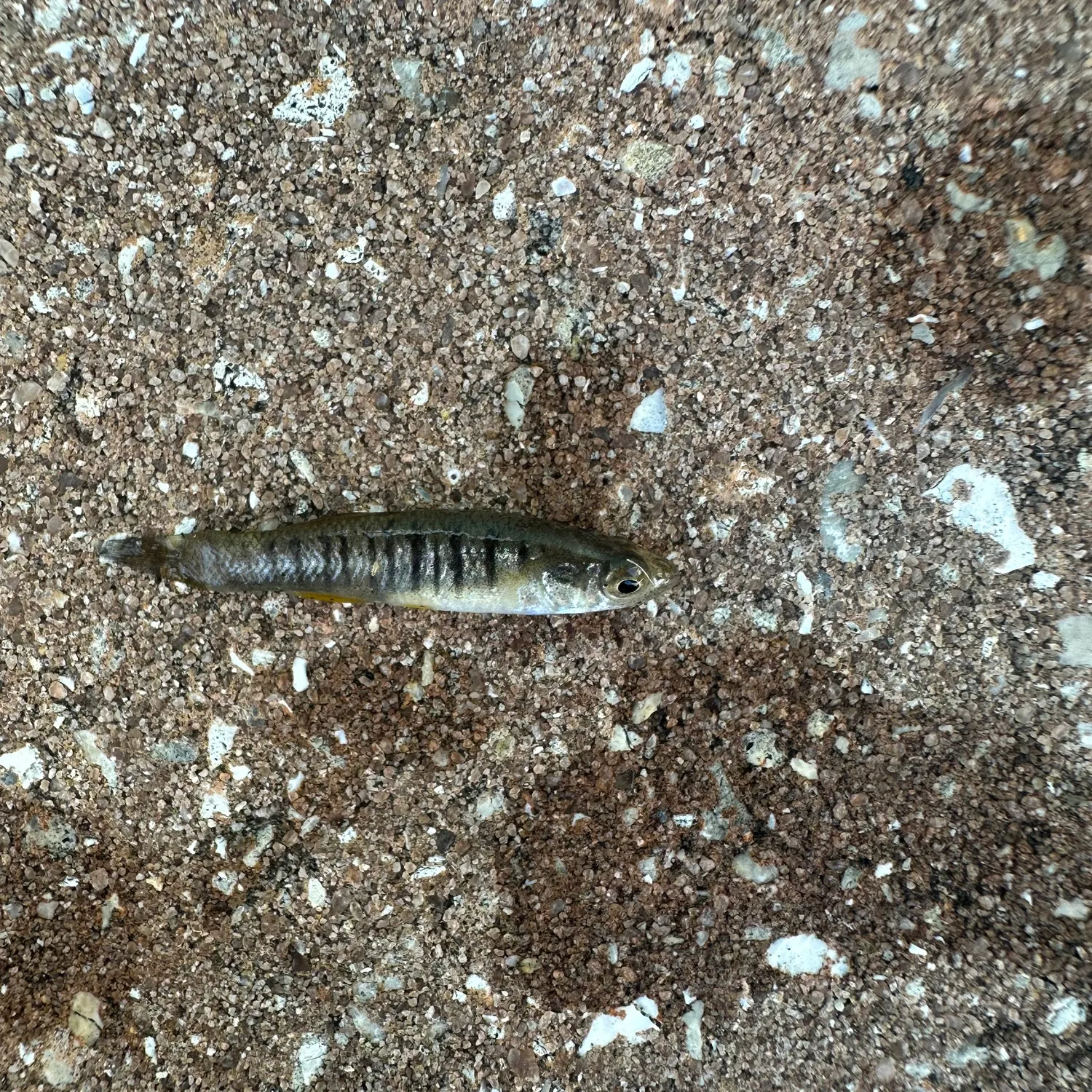 The most recent Striped killifish catches on Fishbrain