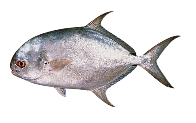 Southern pompano