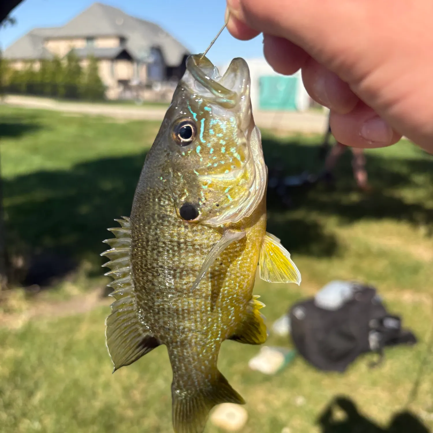 Green sunfish caught on Fishbrain