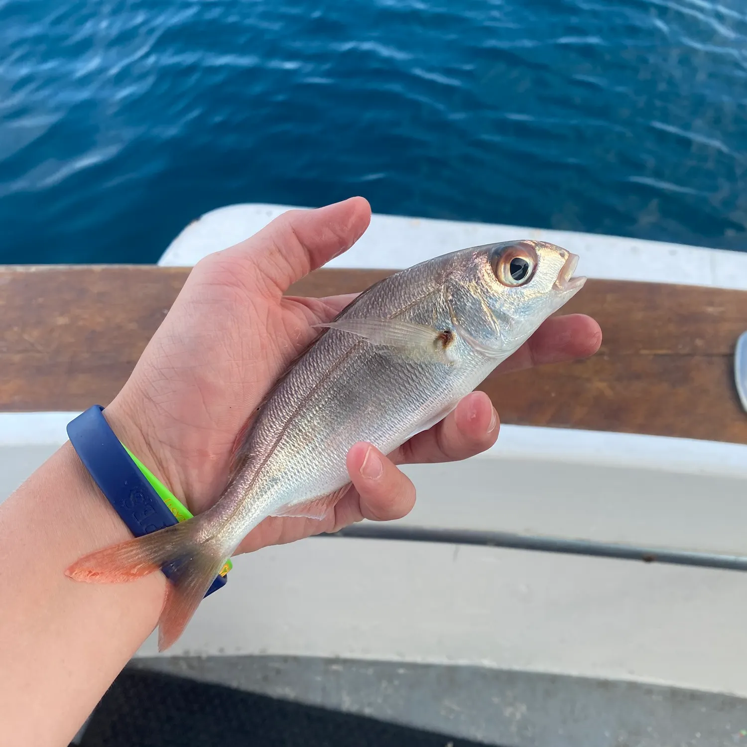 The most recent Axillary seabream catches on Fishbrain
