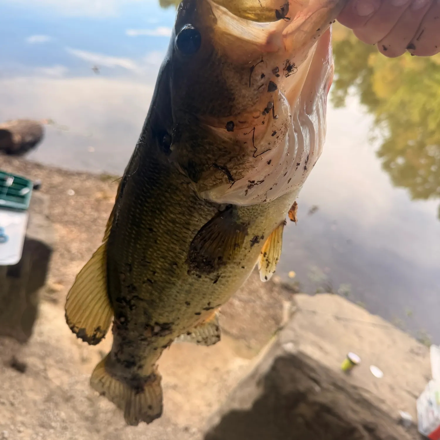 Fish caught on Fishbrain