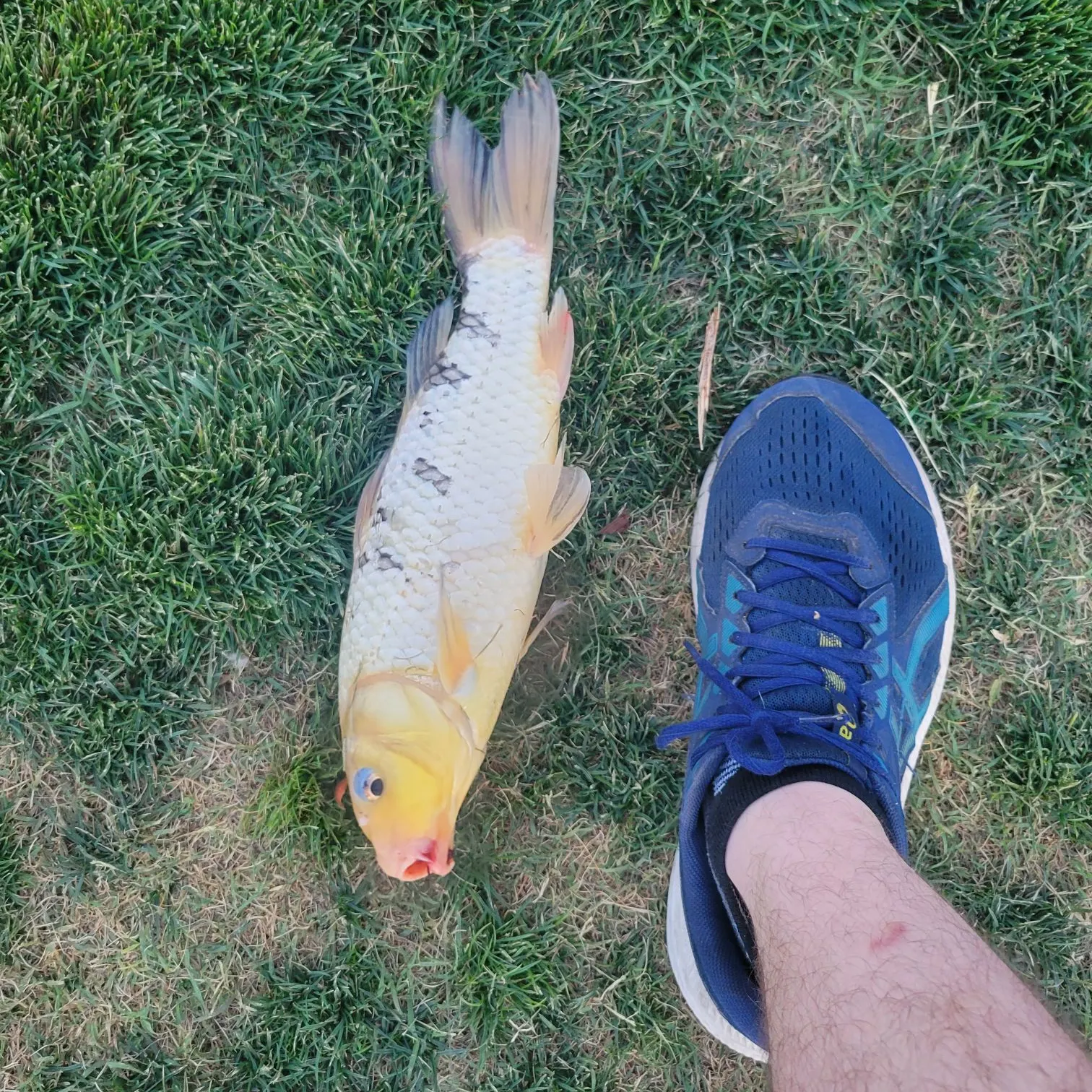 most liked catch image