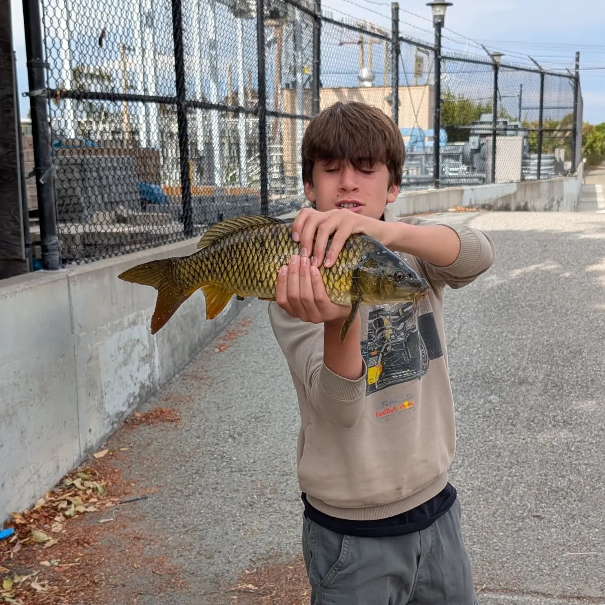 Common carp caught on Fishbrain