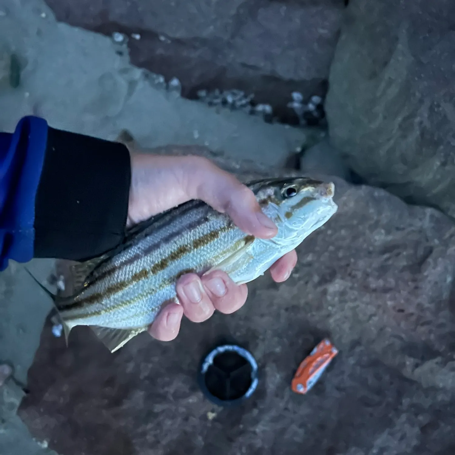 The most recent Striped trumpeter catches on Fishbrain