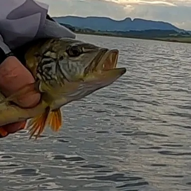 most liked catch image