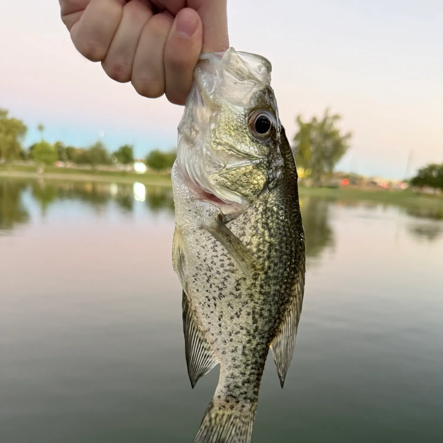 Black crappie caught on Fishbrain