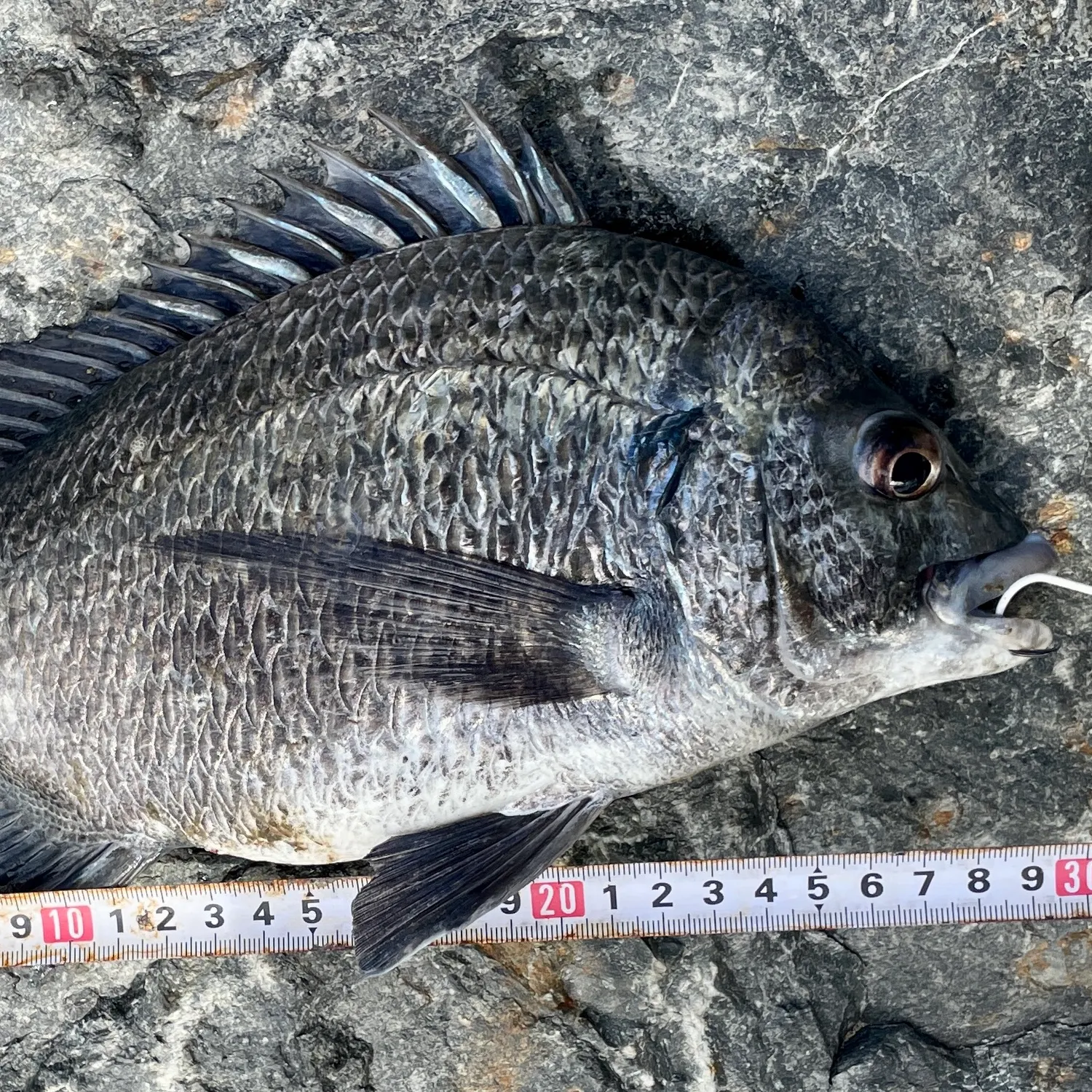 The most recent Pacific seabream catches on Fishbrain