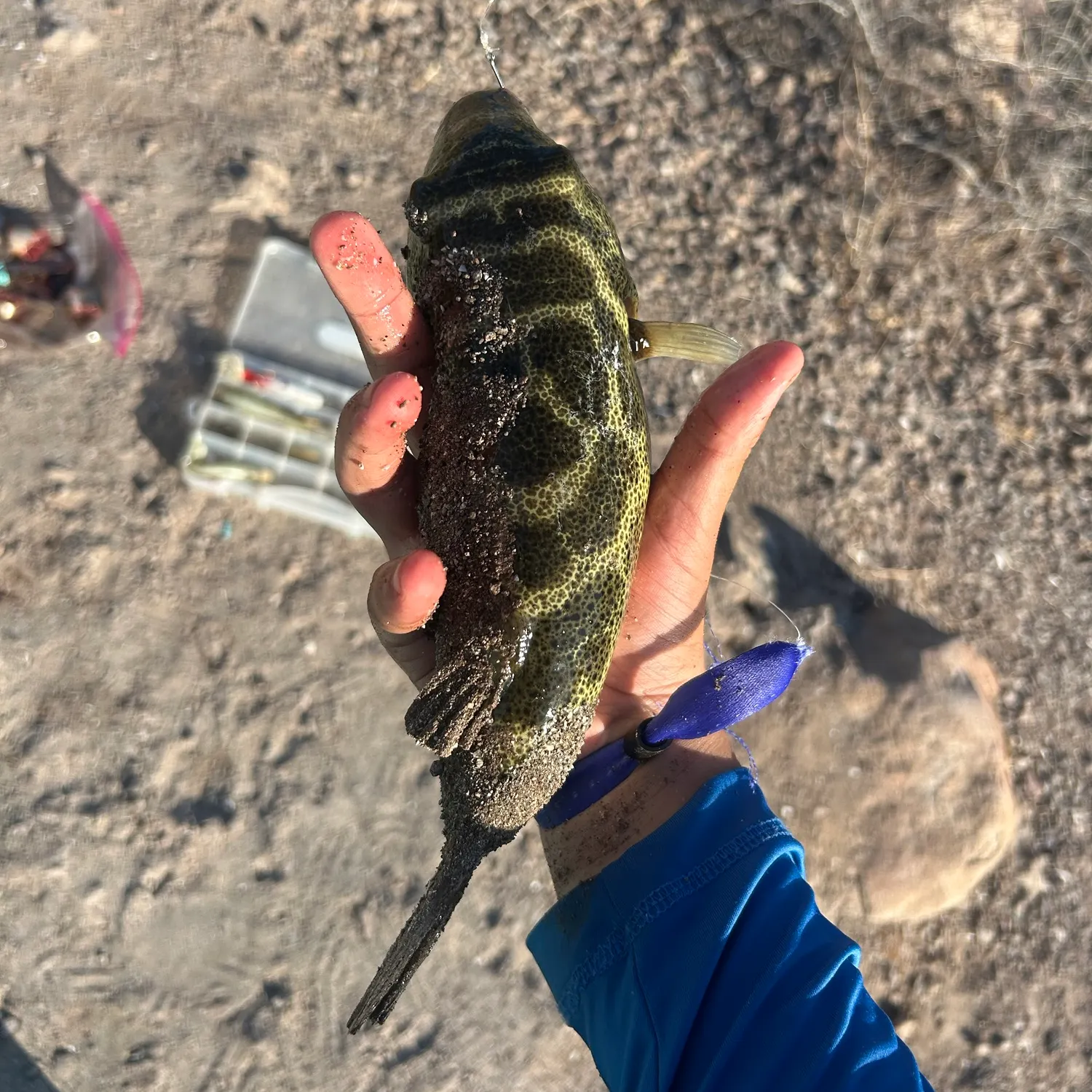 The most recent Milkspotted puffer catches on Fishbrain