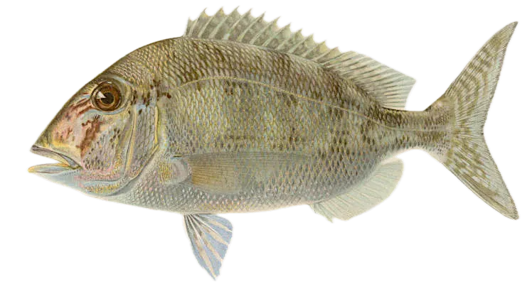 Jolthead porgy