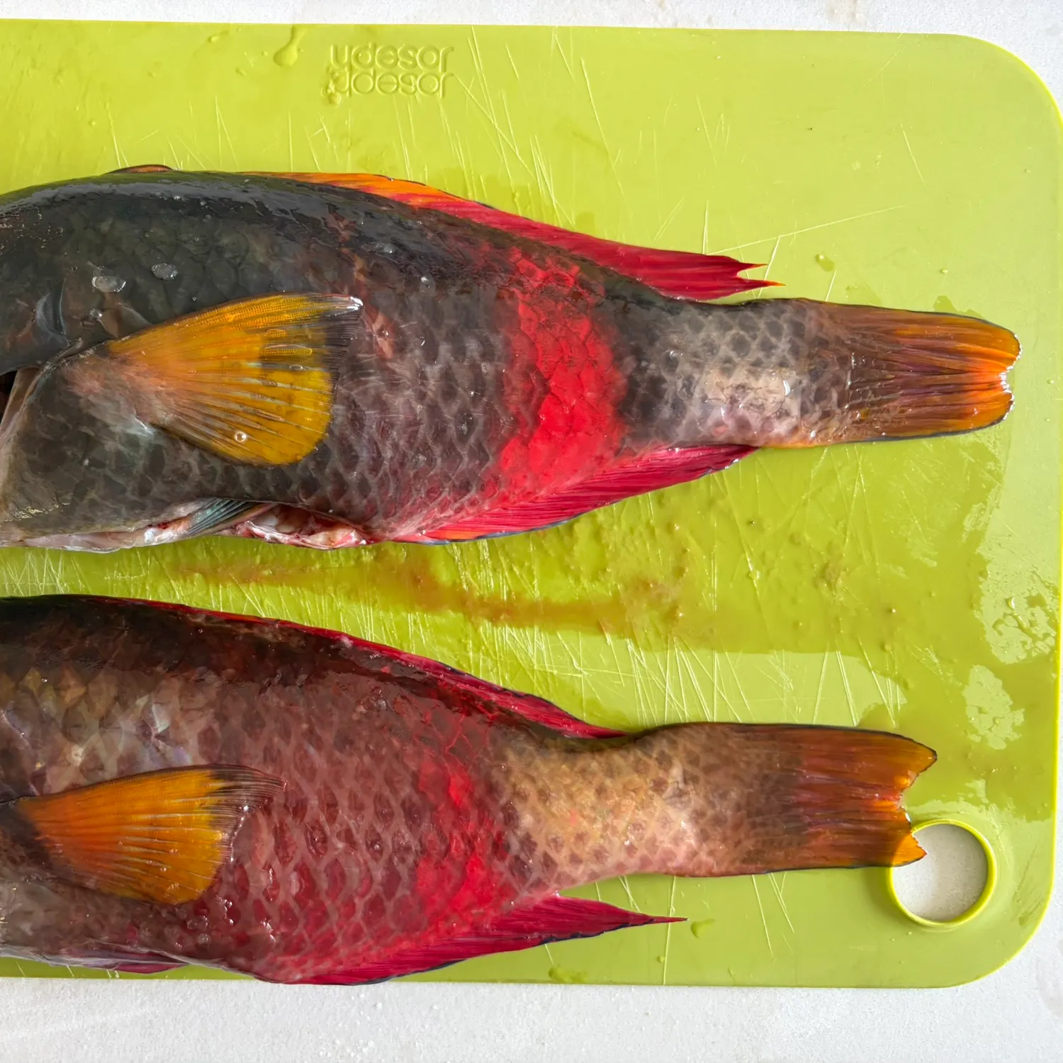 Crimsonbanded wrasse caught on Fishbrain