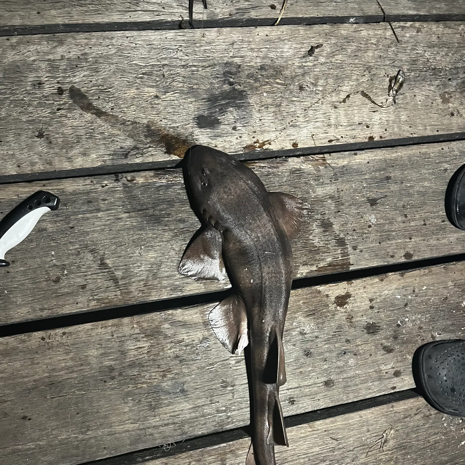 The most recent Port Jackson shark catches on Fishbrain