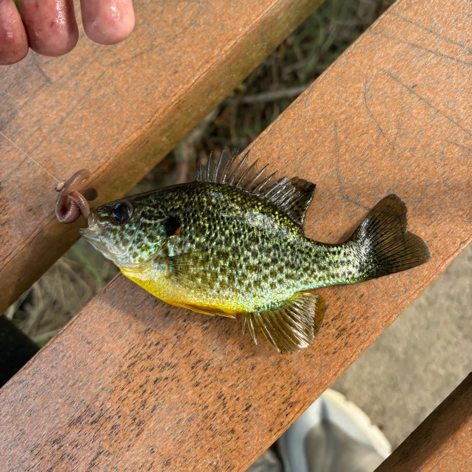 The most recent Pumpkinseed catches on Fishbrain
