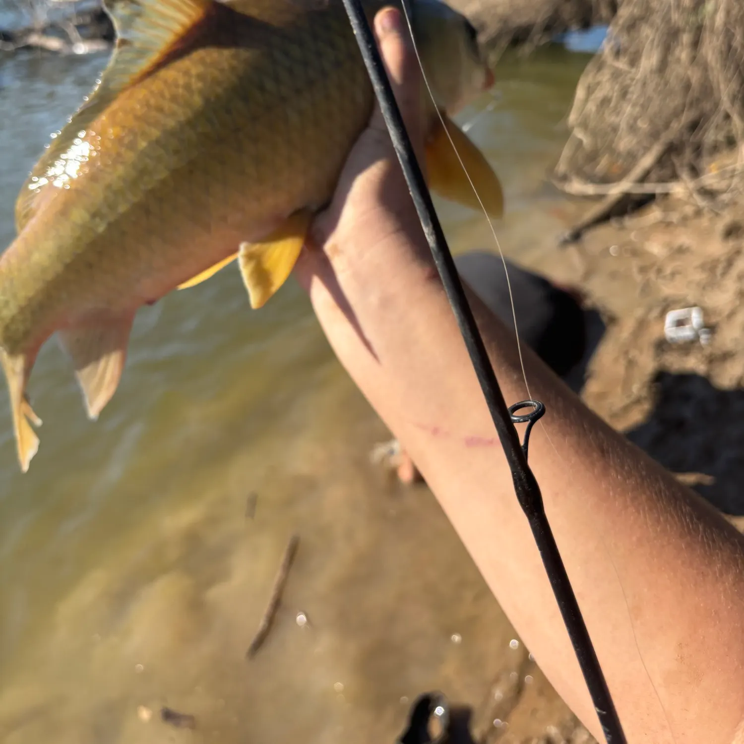 Smallmouth buffalo caught on Fishbrain