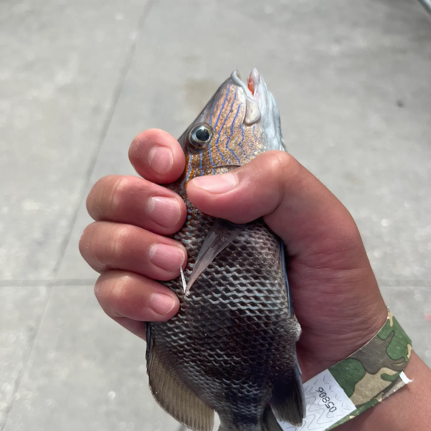 recently logged catches