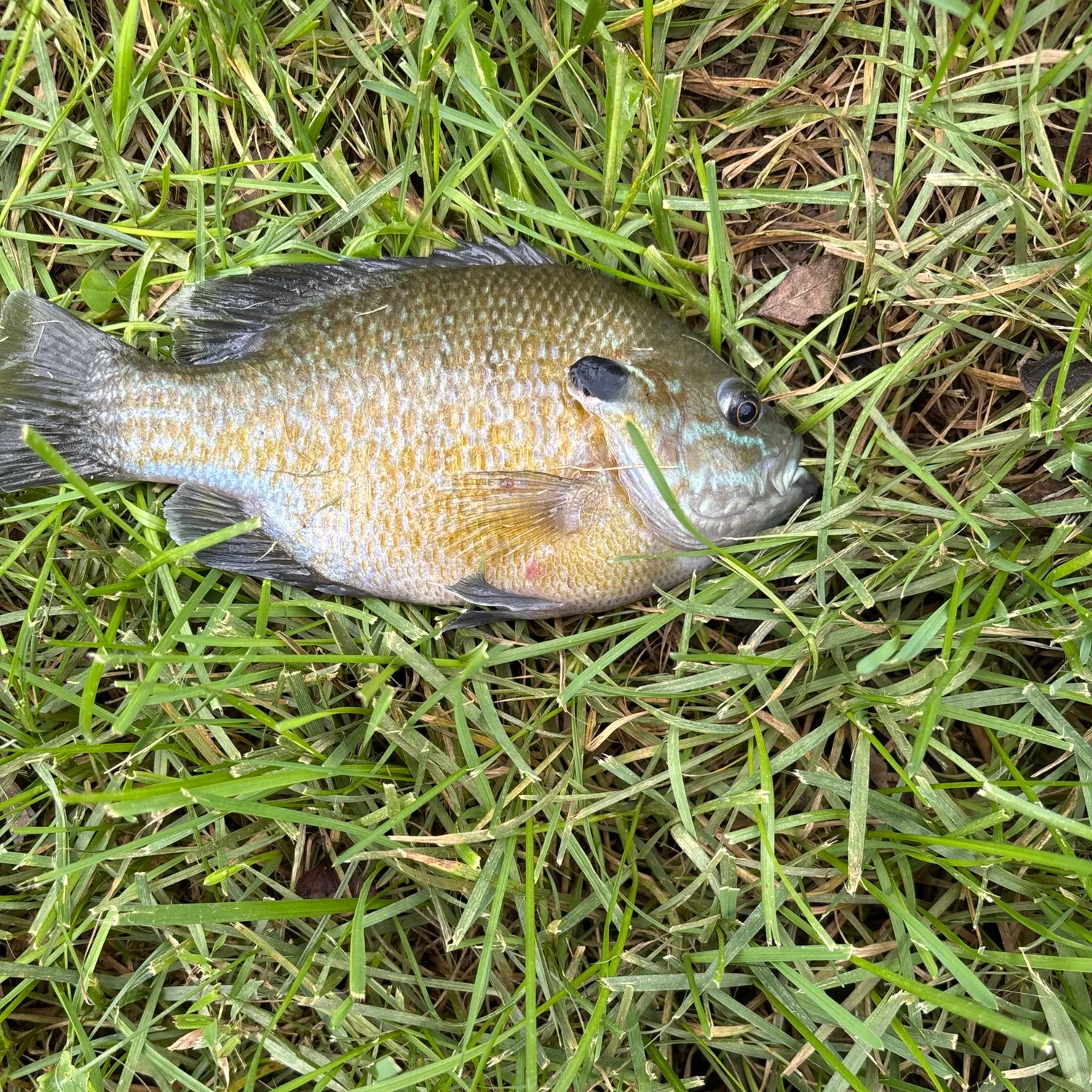 Greengill hybrid caught on Fishbrain