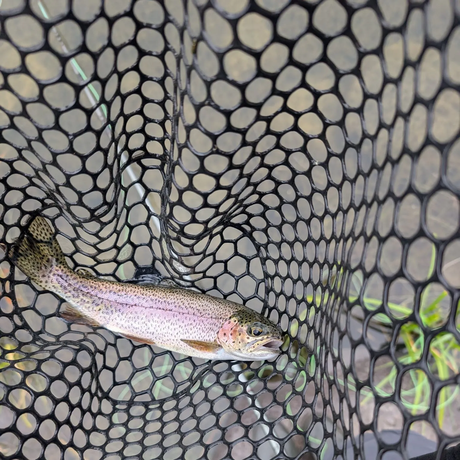 Rainbow trout caught on Fishbrain