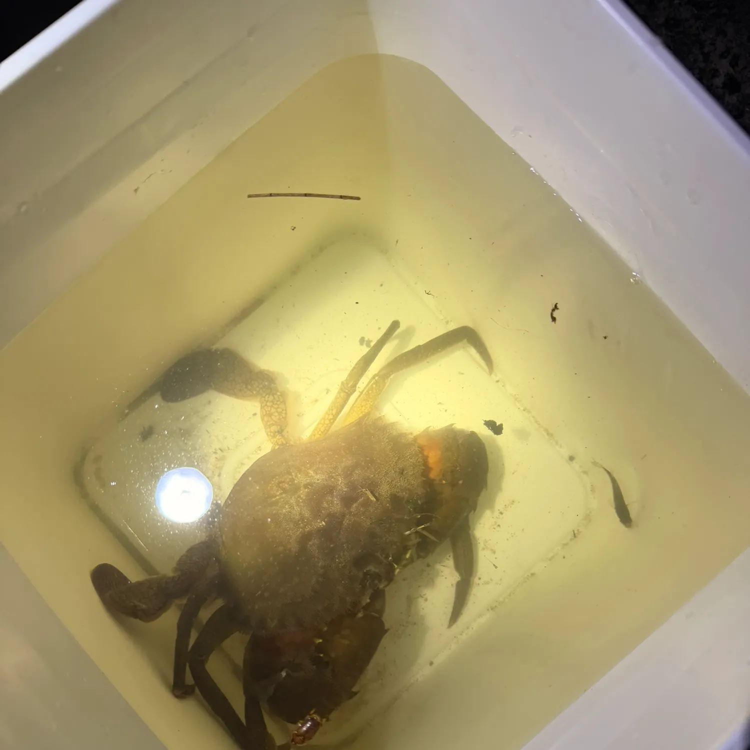 The most recent Giant mud crab catches on Fishbrain