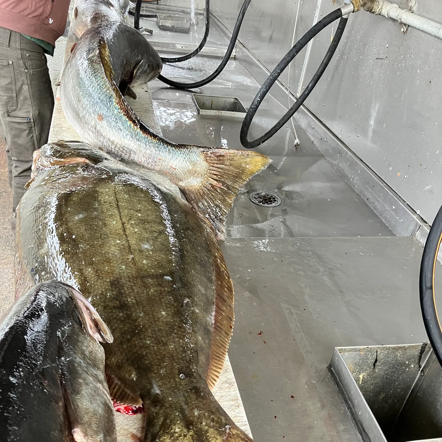 California halibut caught on Fishbrain