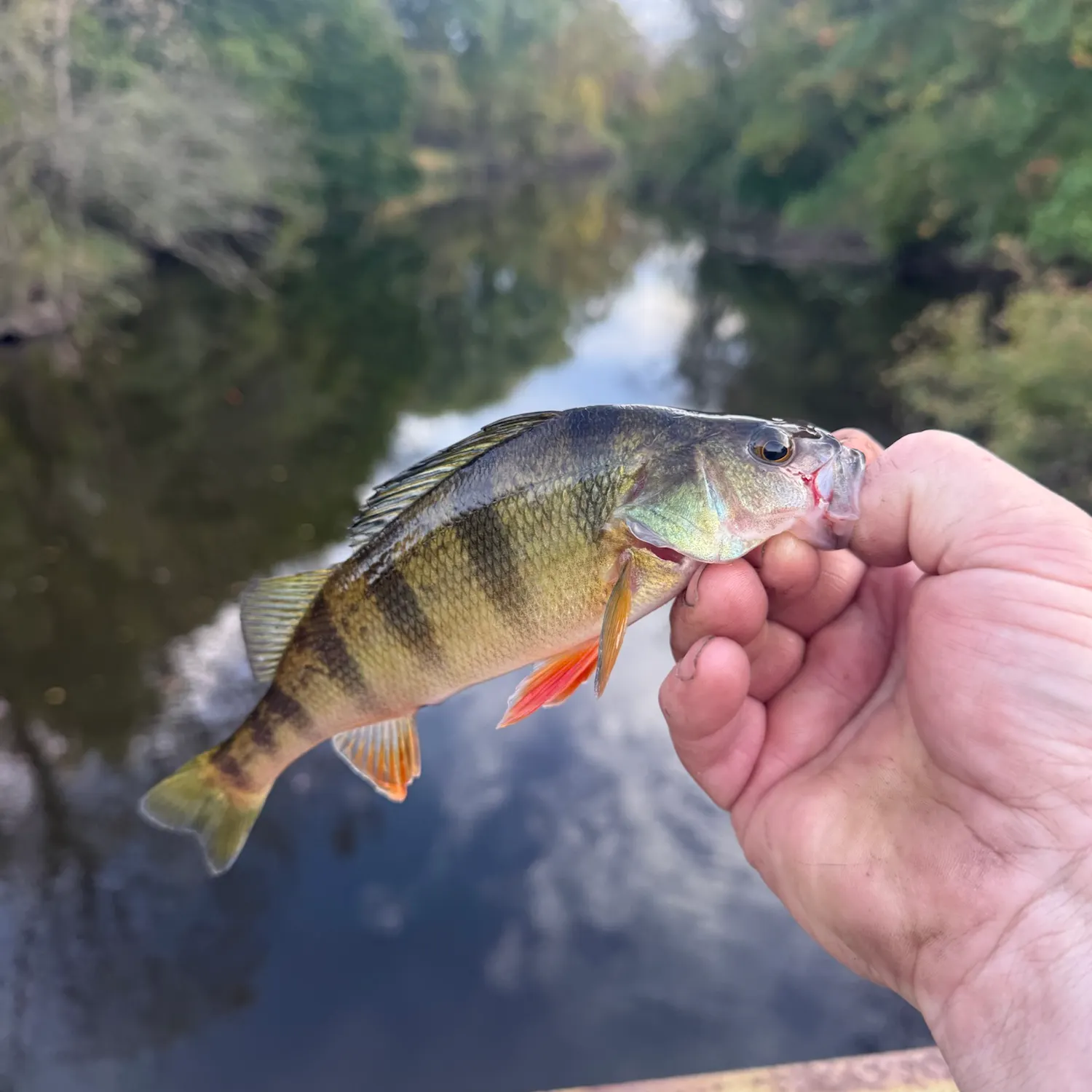 Yellow perch caught on Fishbrain