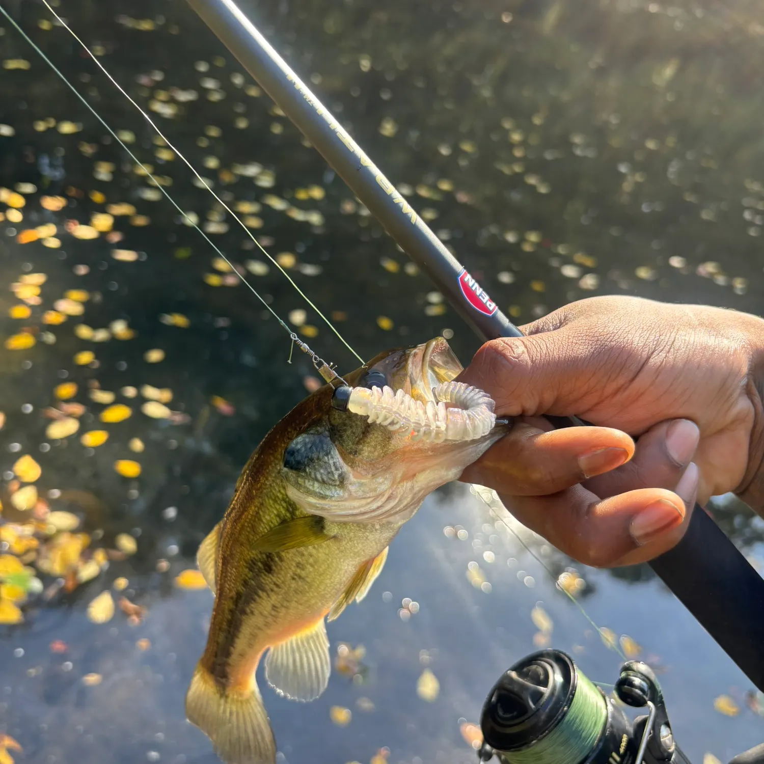 Largemouth bass caught on Fishbrain