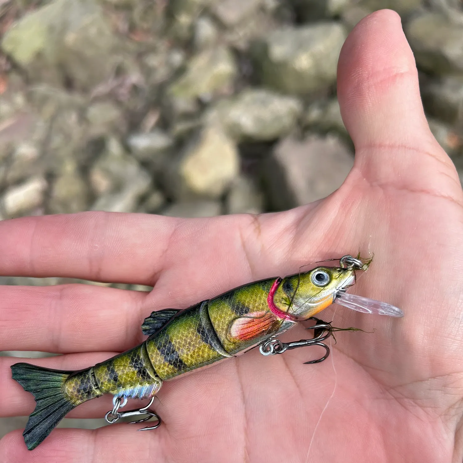 Yellow perch caught on Fishbrain