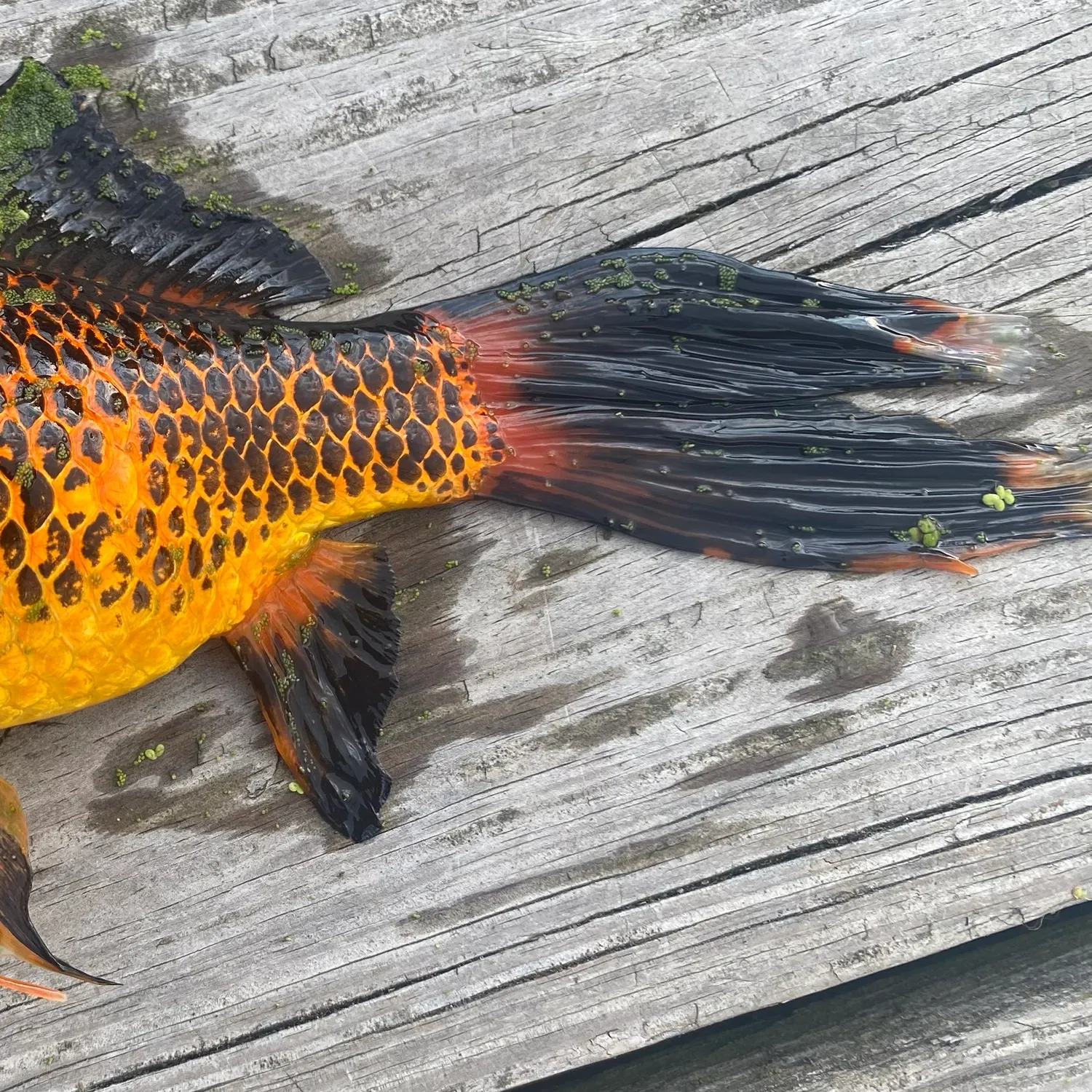 Goldfish caught on Fishbrain