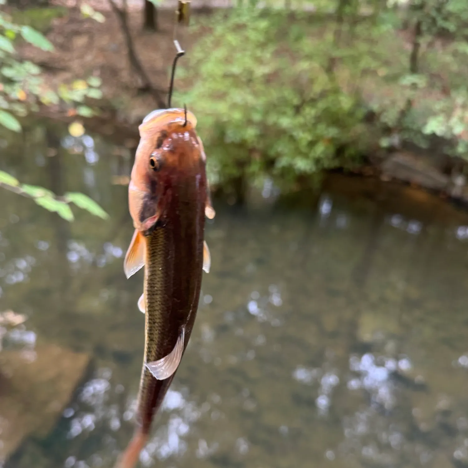 Creek chub caught on Fishbrain
