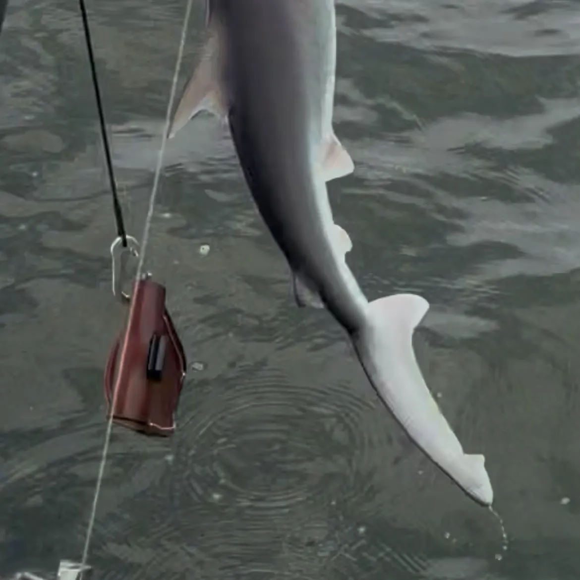 The most recent Common thresher catches on Fishbrain