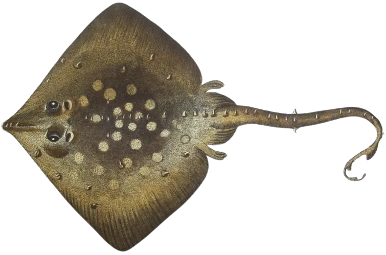 Thornback ray