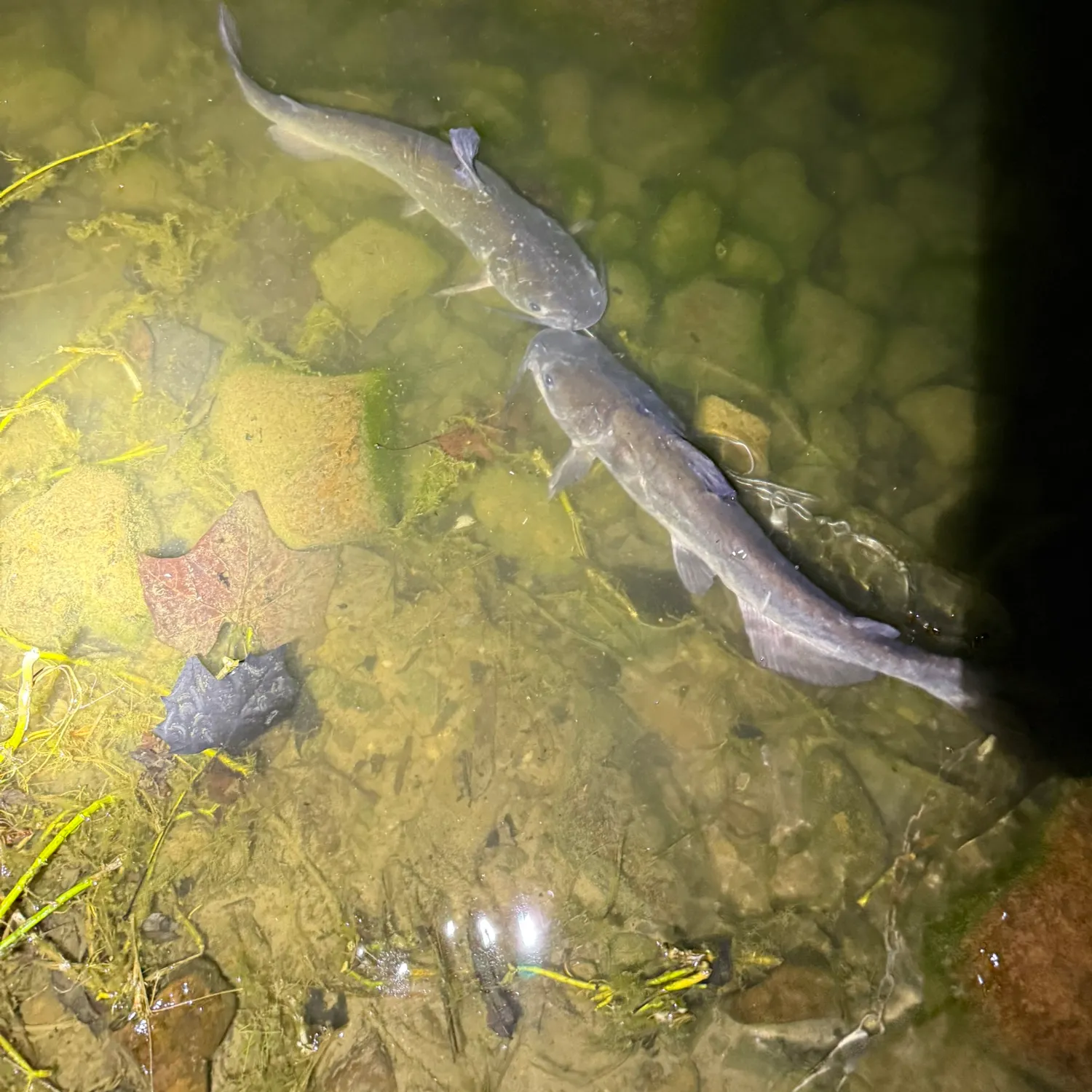Channel catfish caught on Fishbrain