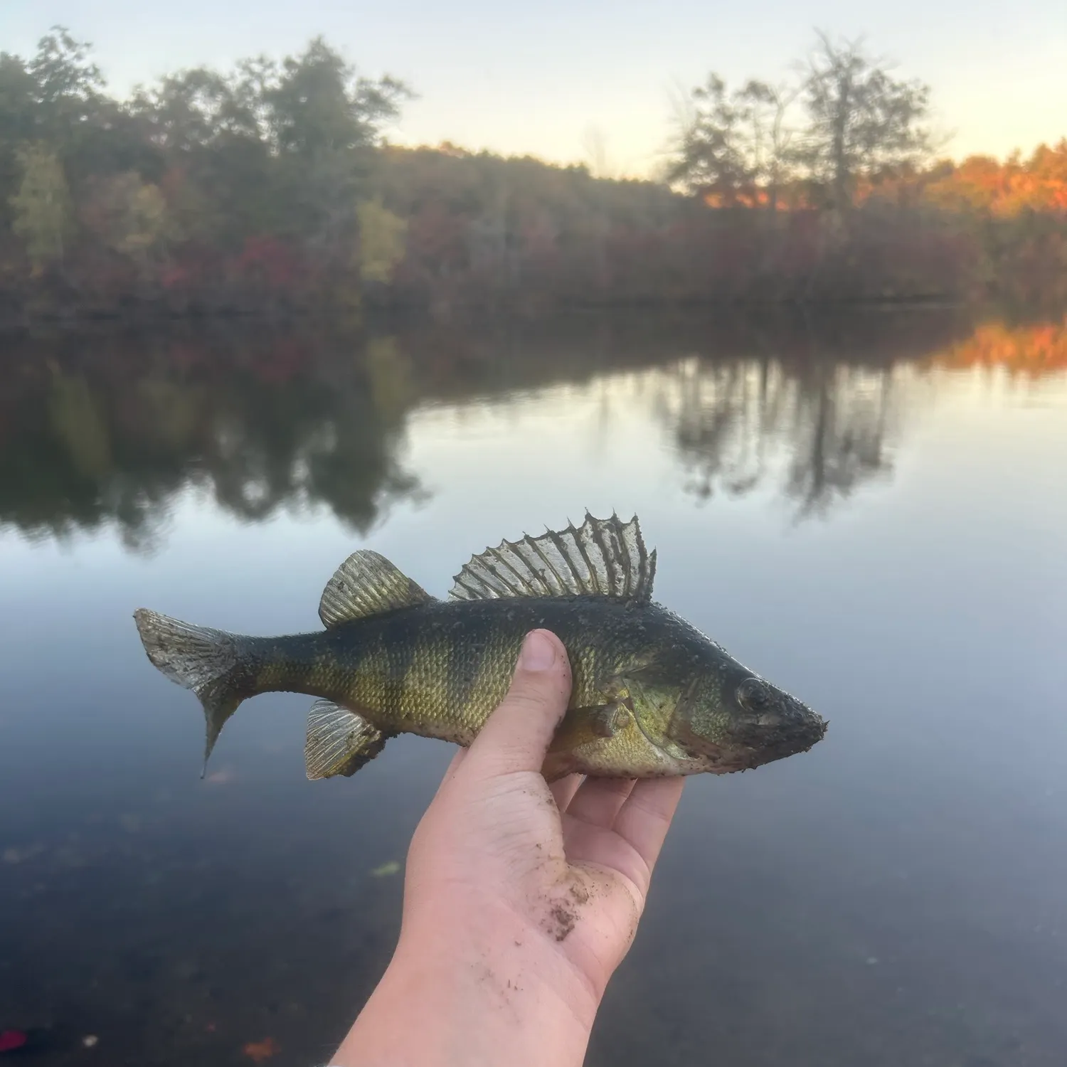 Yellow perch caught on Fishbrain