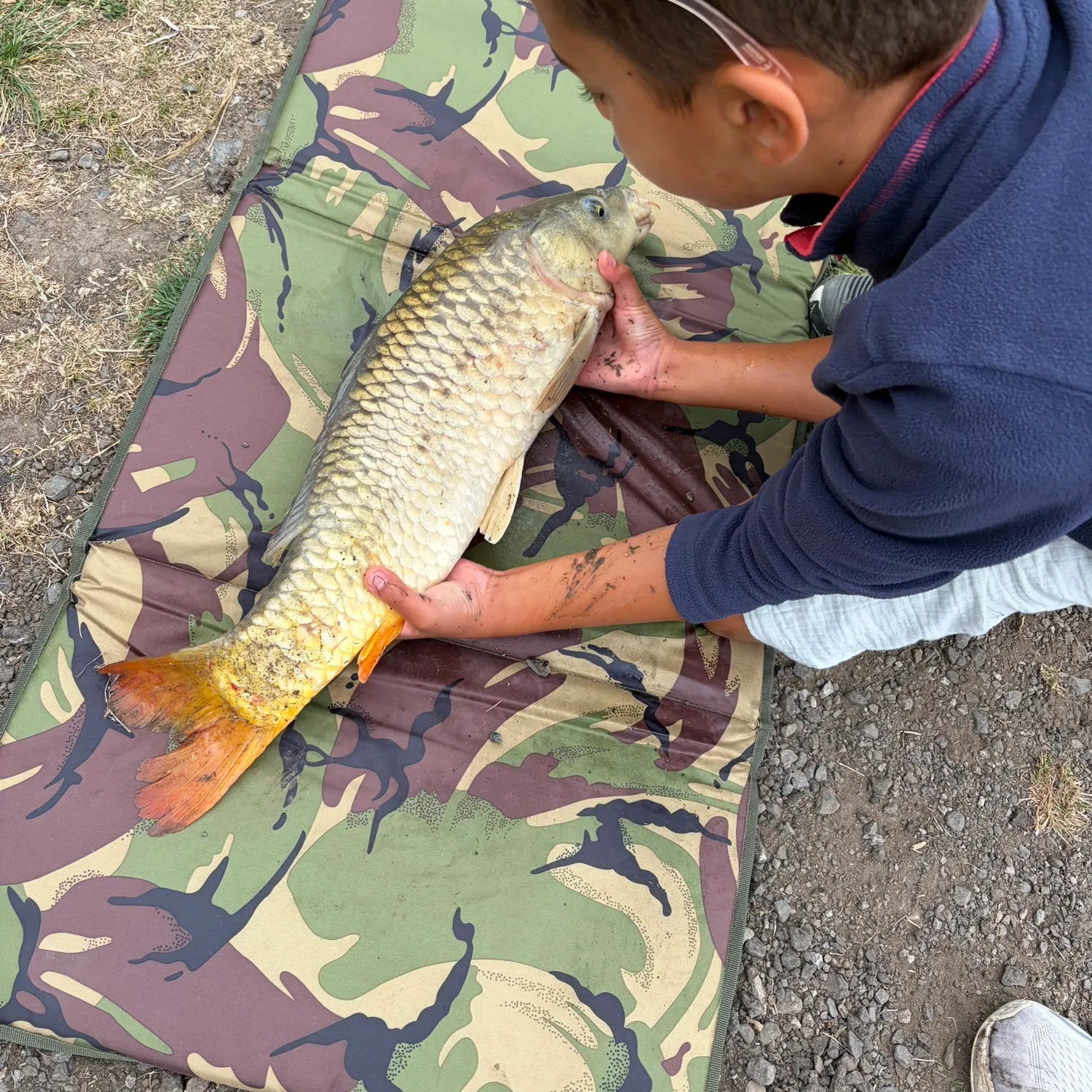 Common carp caught on Fishbrain