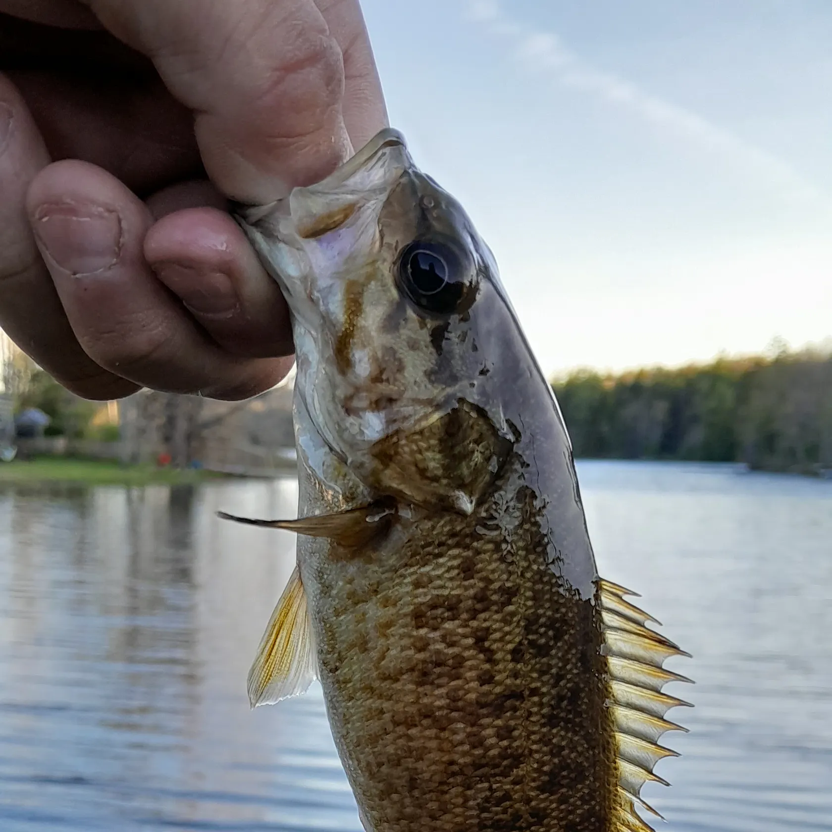 Smallmouth bass caught on Fishbrain