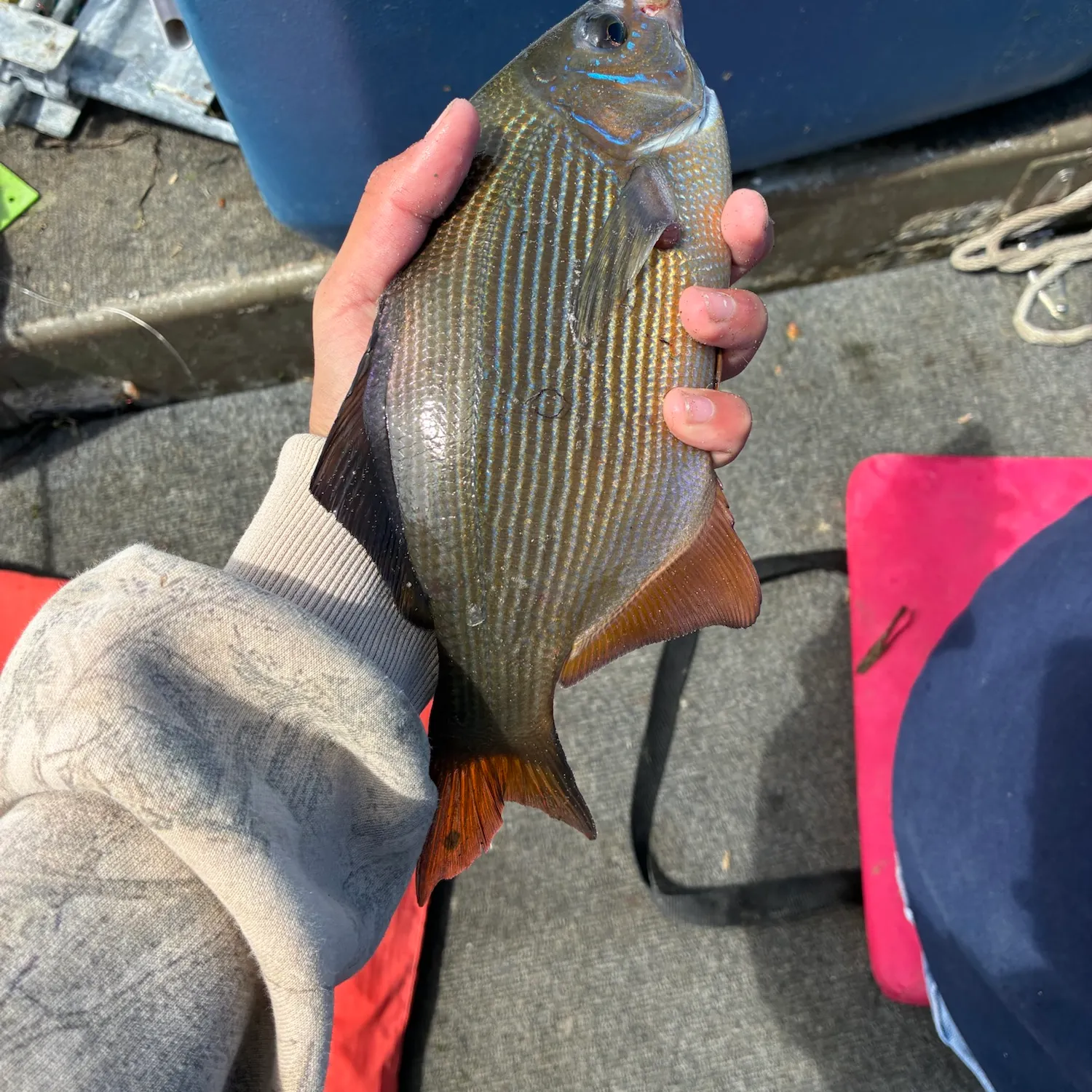 The most recent Striped seaperch catches on Fishbrain