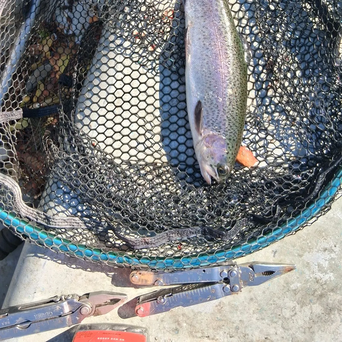 Rainbow trout caught on Fishbrain